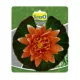 Product Tetra® Pond Decorative Water Lily