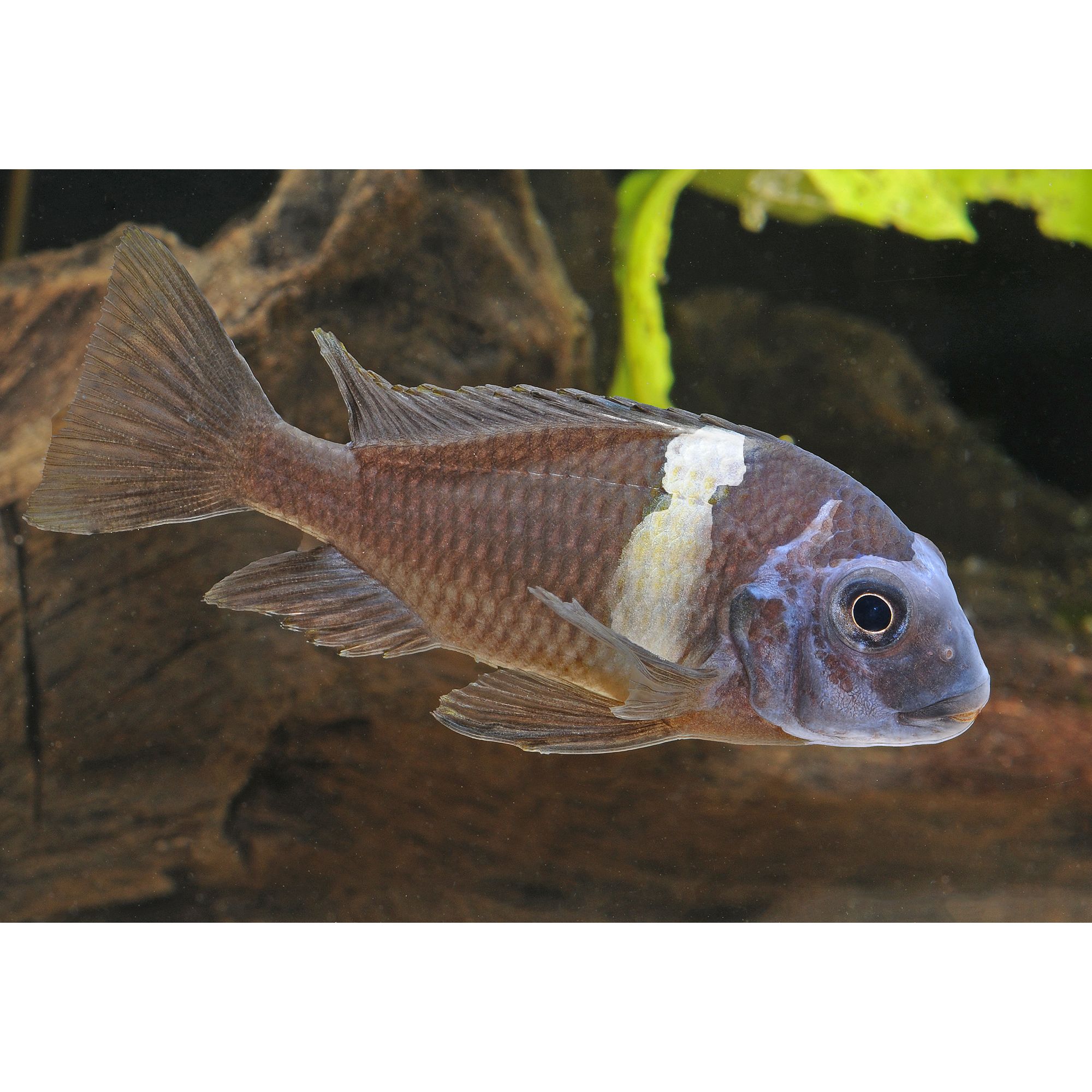 Petsmart cichlids hotsell