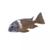 Duboisi Cichlid image thumbnail 1