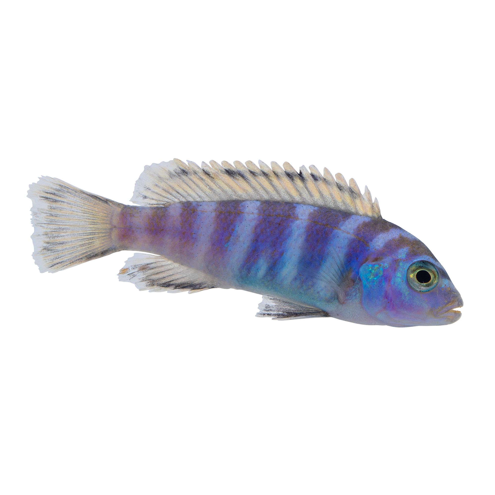 Demasoni cichlid care best sale