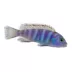 Demasoni Cichlid image thumbnail 1