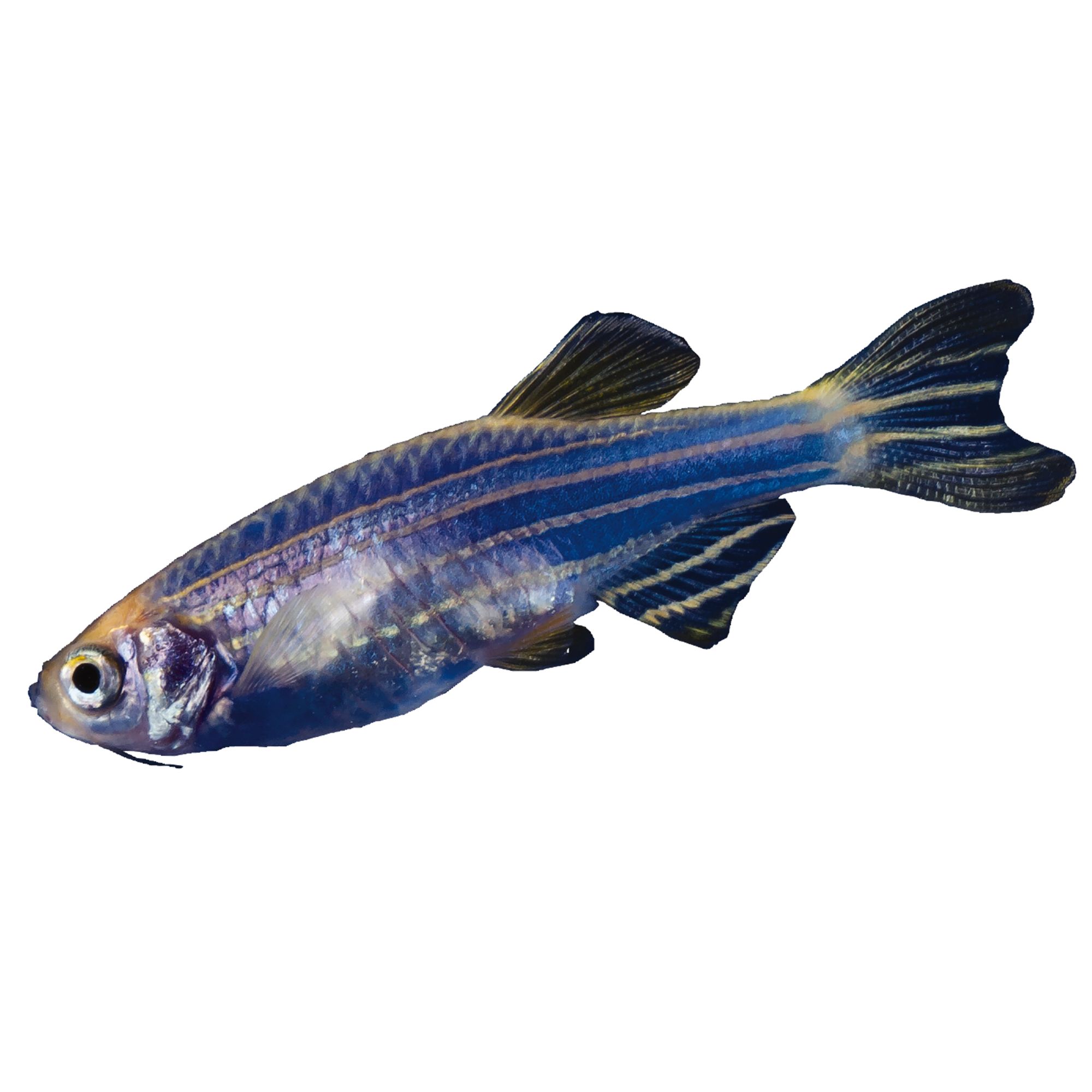 Petsmart freshwater sale fish