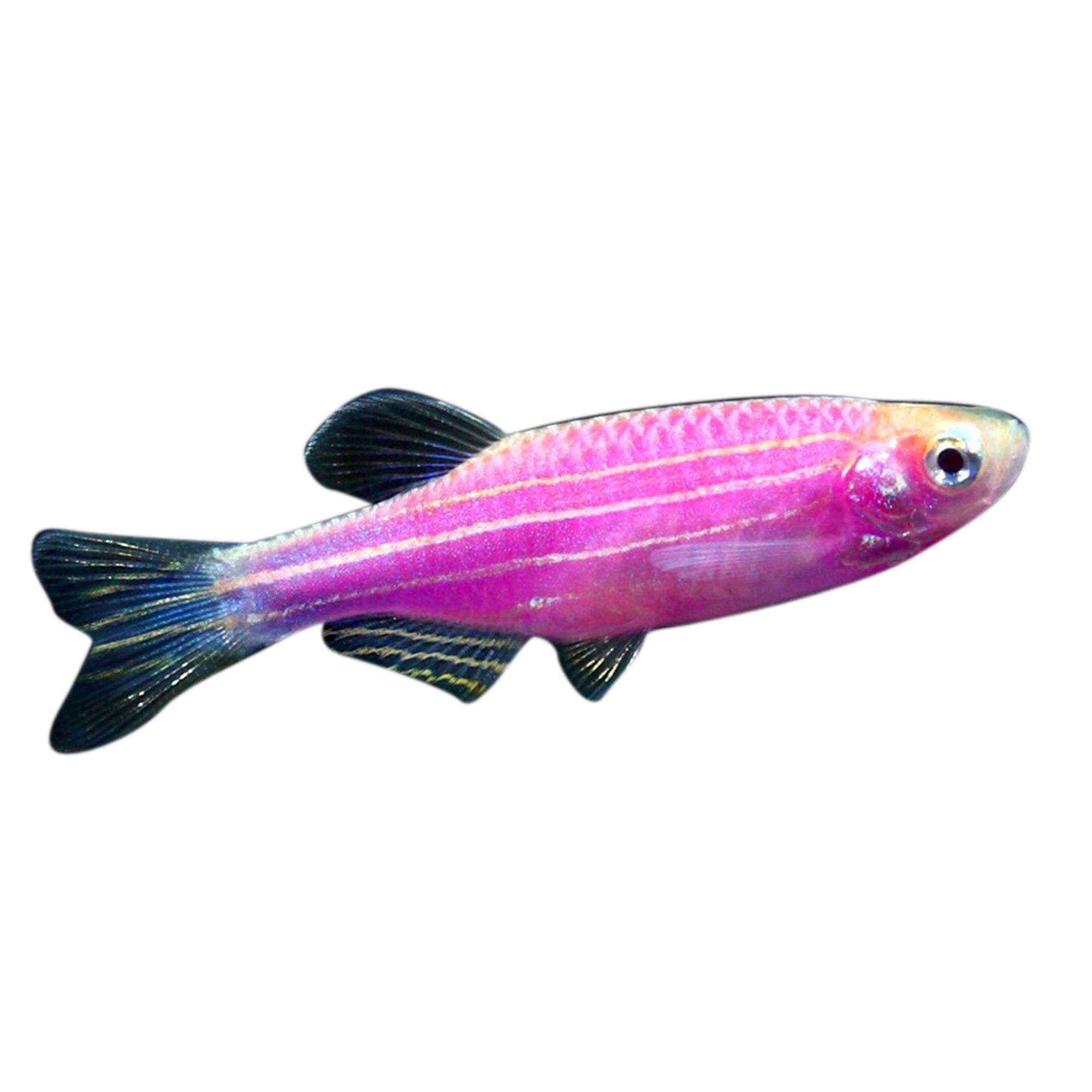 Masterforce® 15' Glo-Fish Glow-in-the-Dark Fish Stick at Menards®