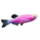 Product GloFish® Galactic Purple Danio