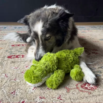 KONG® Ali The Alligator Plush Dog Toy with Squeaker - Image 2