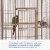 Prevue Pet Products Wrought Iron Select Bird Cage image thumbnail 6