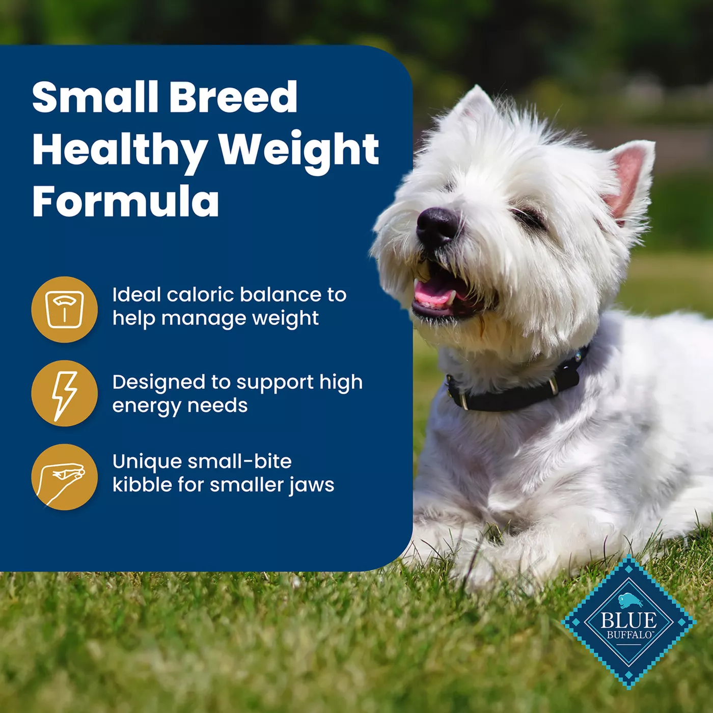 Blue Buffalo Life Protection Formula Small Breed Adult Dry Dog Food Natural Chicken