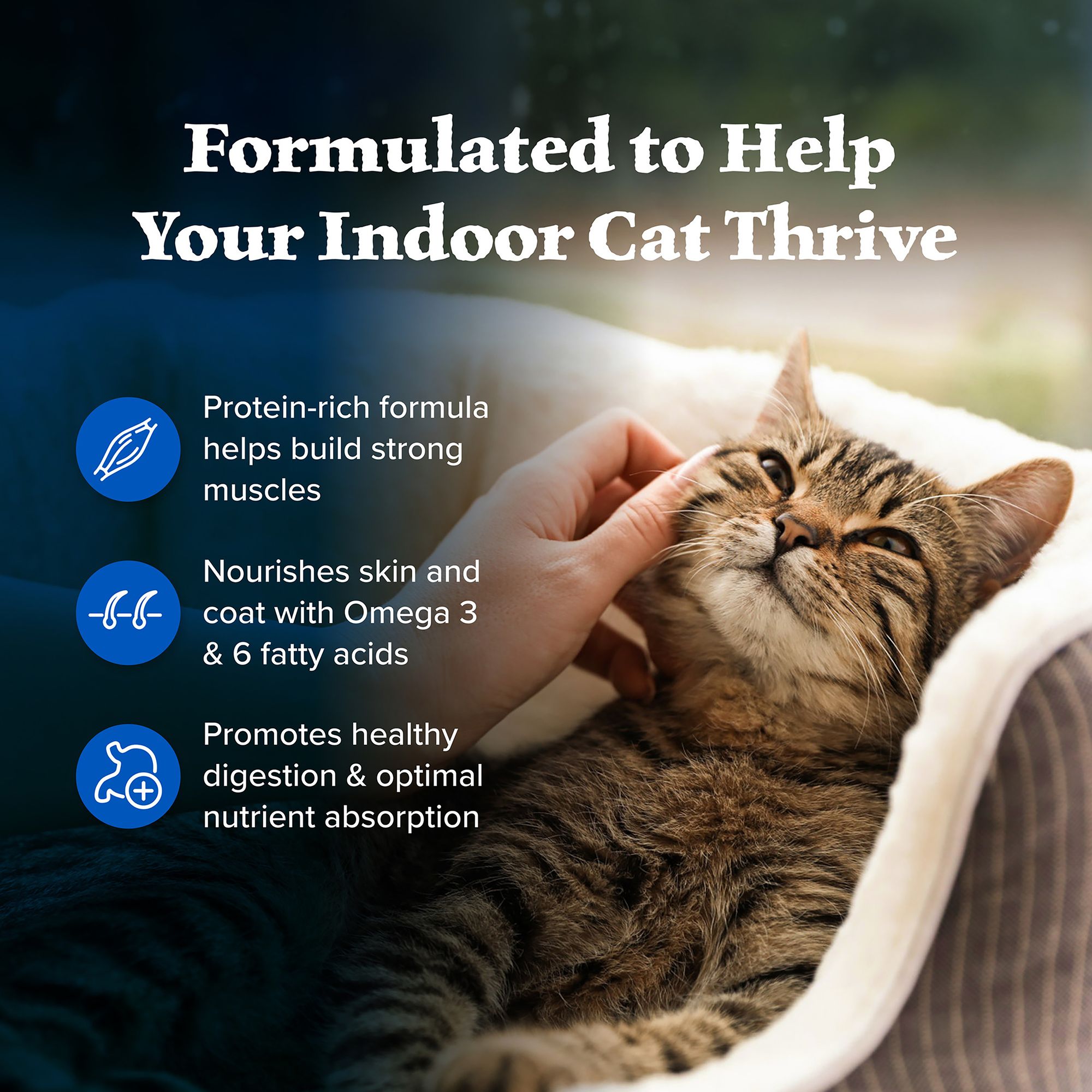 blue buffalo dry cat food ingredients