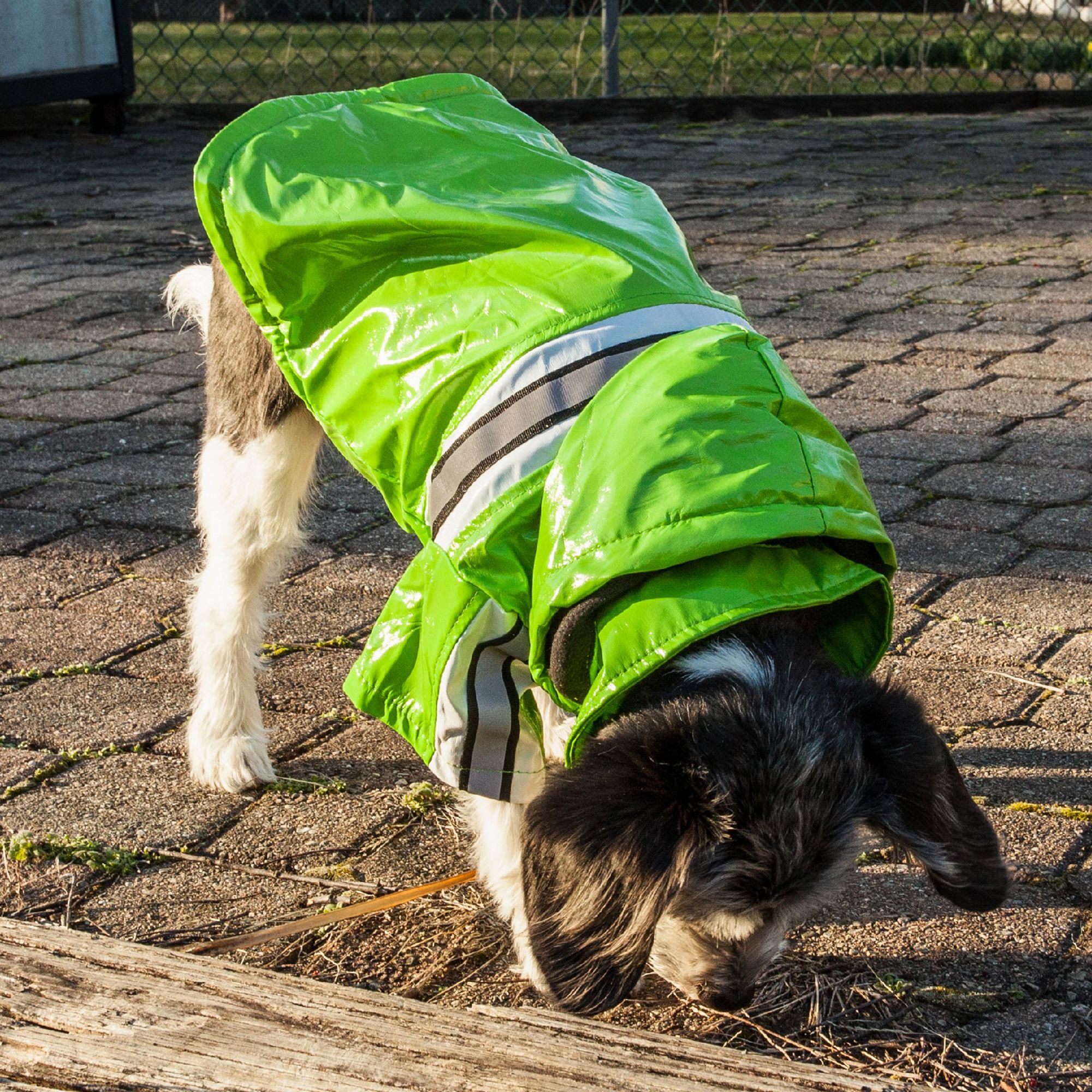 Petsmart 2024 raincoat dog