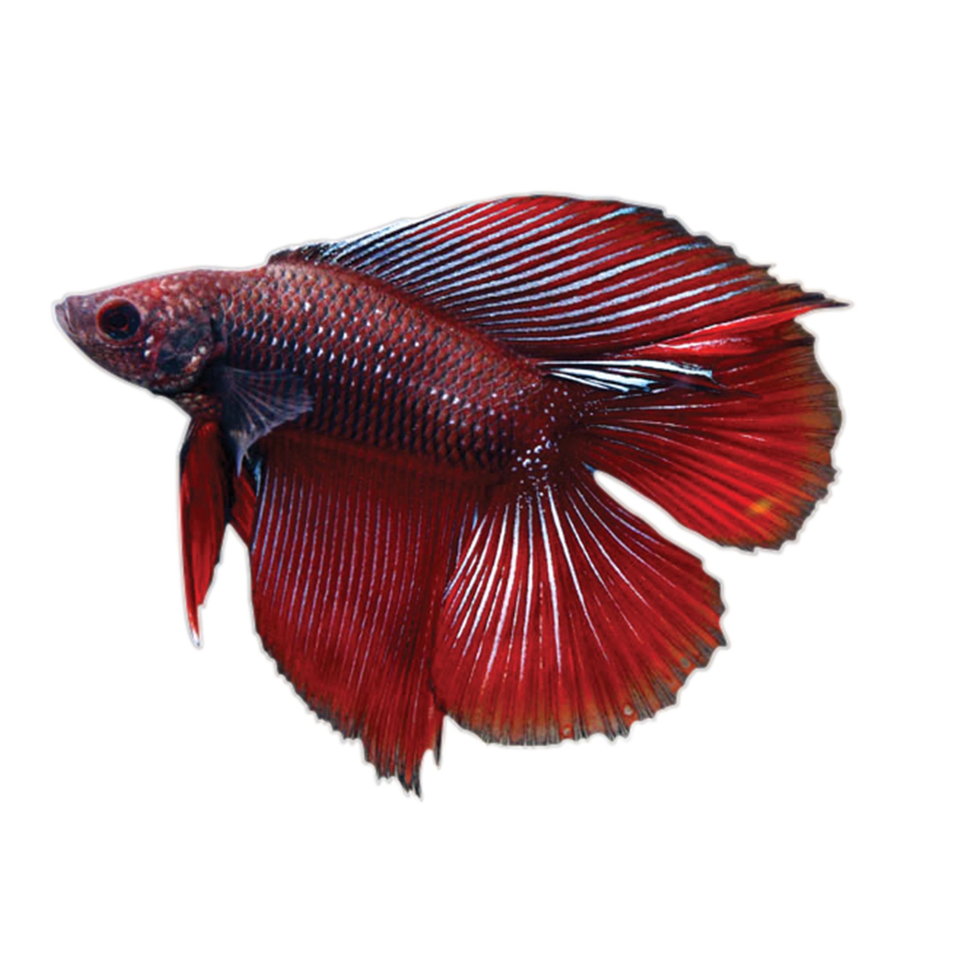 Twin tail store halfmoon female betta