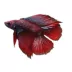 Twintail Halfmoon Male Betta Fish image thumbnail 1