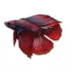 Product Twintail Halfmoon Male Betta Fish