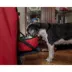 Pet Life Folding Deluxe 360 Degree Vista View House Pet Crate - Folding Pet Kennel image thumbnail 3