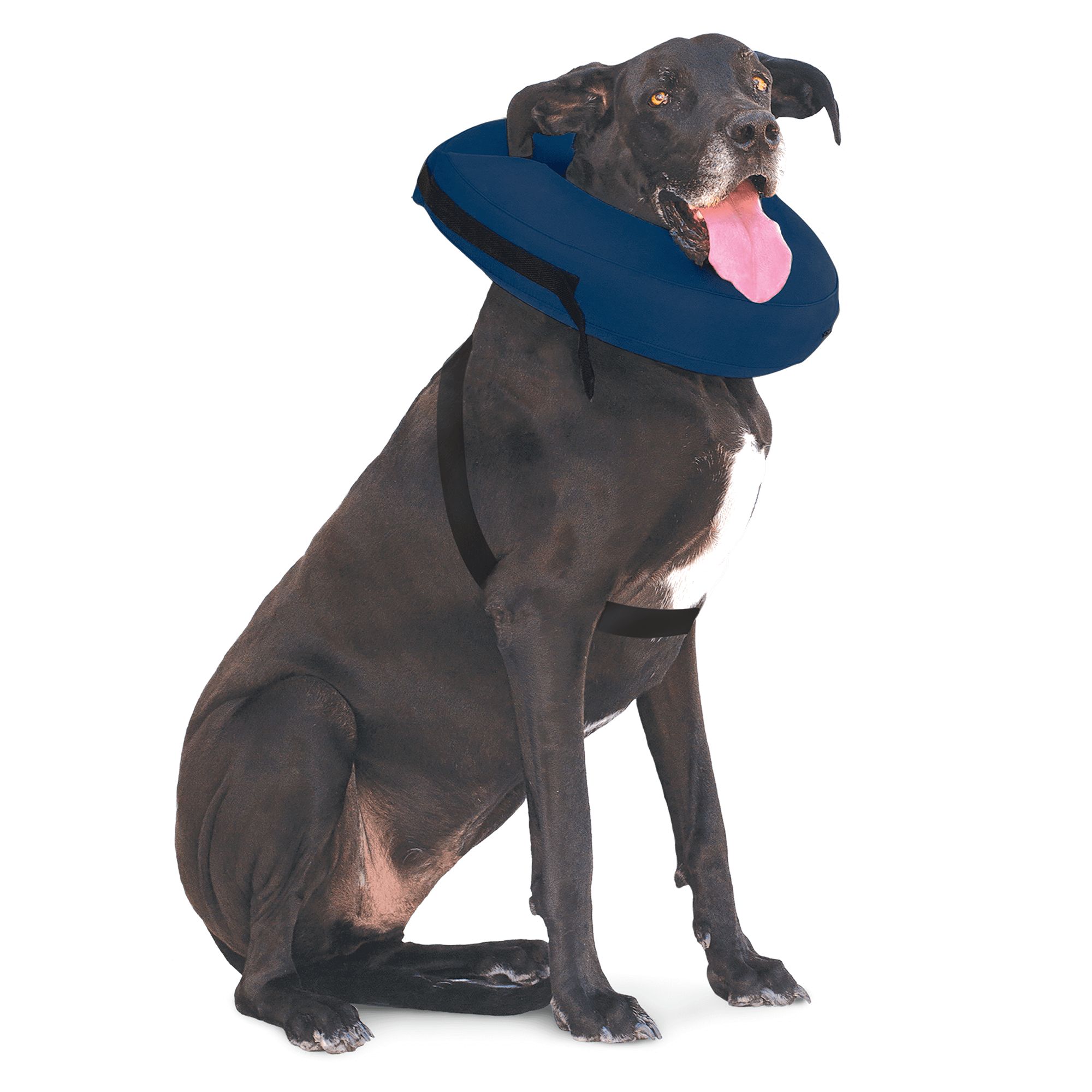 blow up dog cone petsmart