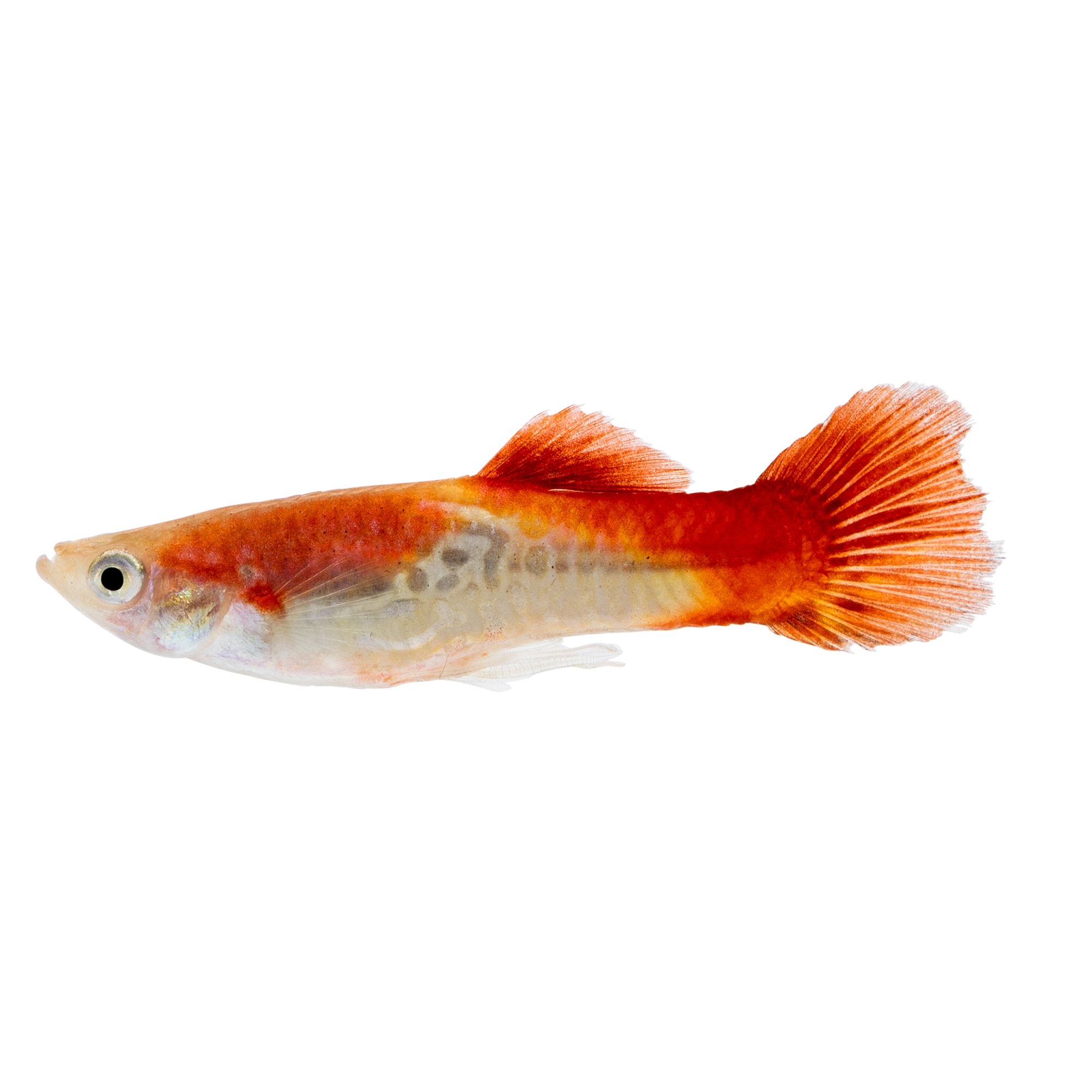 Pet Fish Live Shrimp Barb Goldfish Minnows Betta Cichlids PetSmart Canada