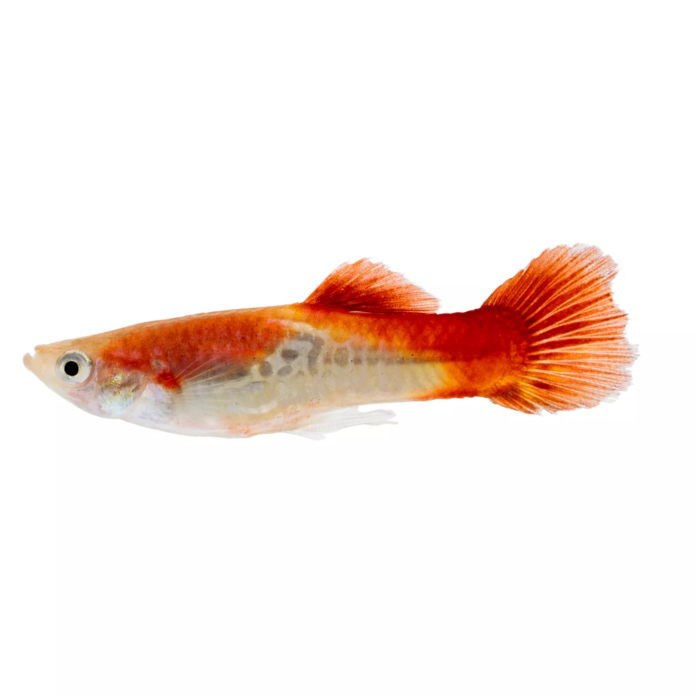 Cobra guppy care best sale