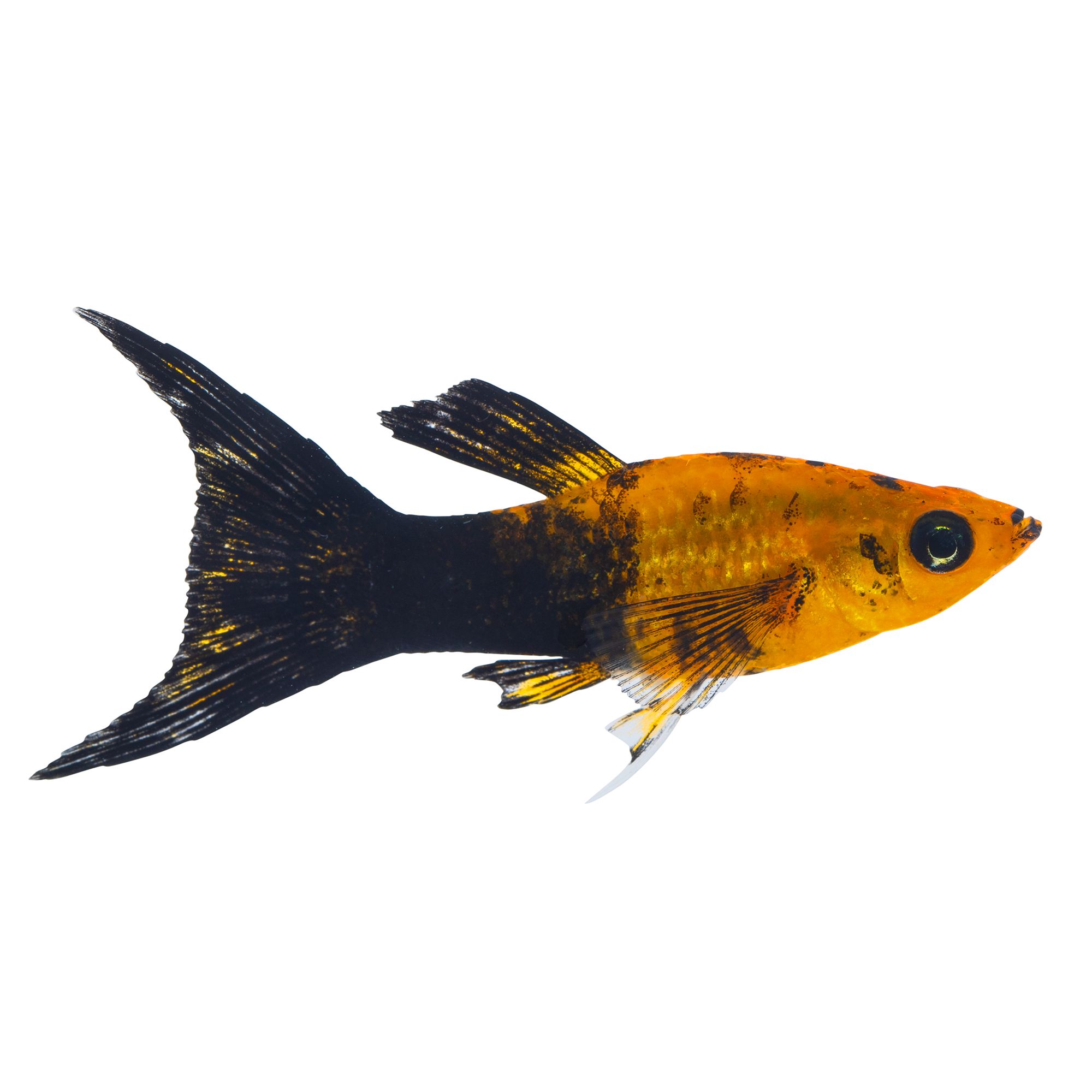 Gold Panda Lyretail Molly | fish Goldfish, Betta & More | PetSmart