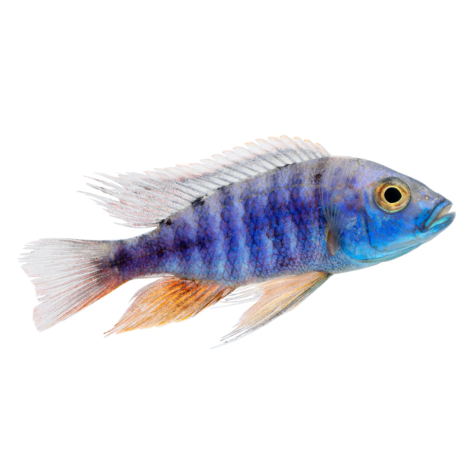 Pet Fish - Live Shrimp, Barb, Goldfish, Minnows, Betta & Cichlids