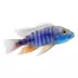 Assorted Peacock Cichlid image thumbnail 1