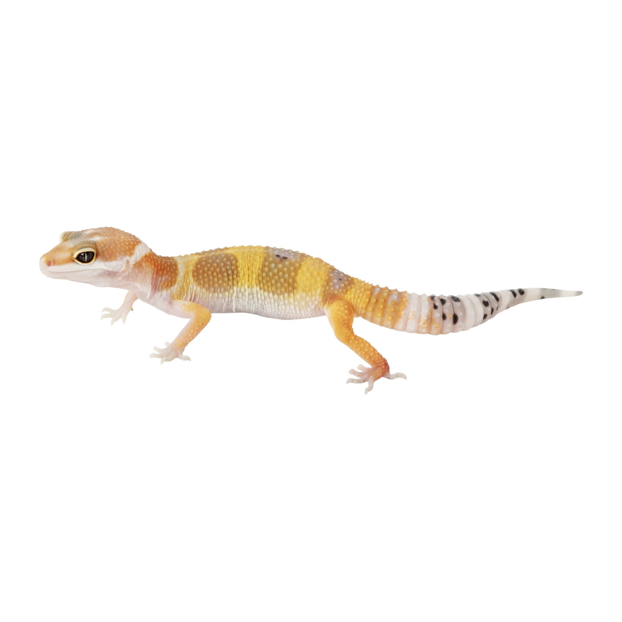 Fancy Leopard Gecko For Sale | Live Pet Reptiles | PetSmart