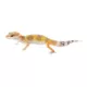 Product Fancy Leopard Gecko