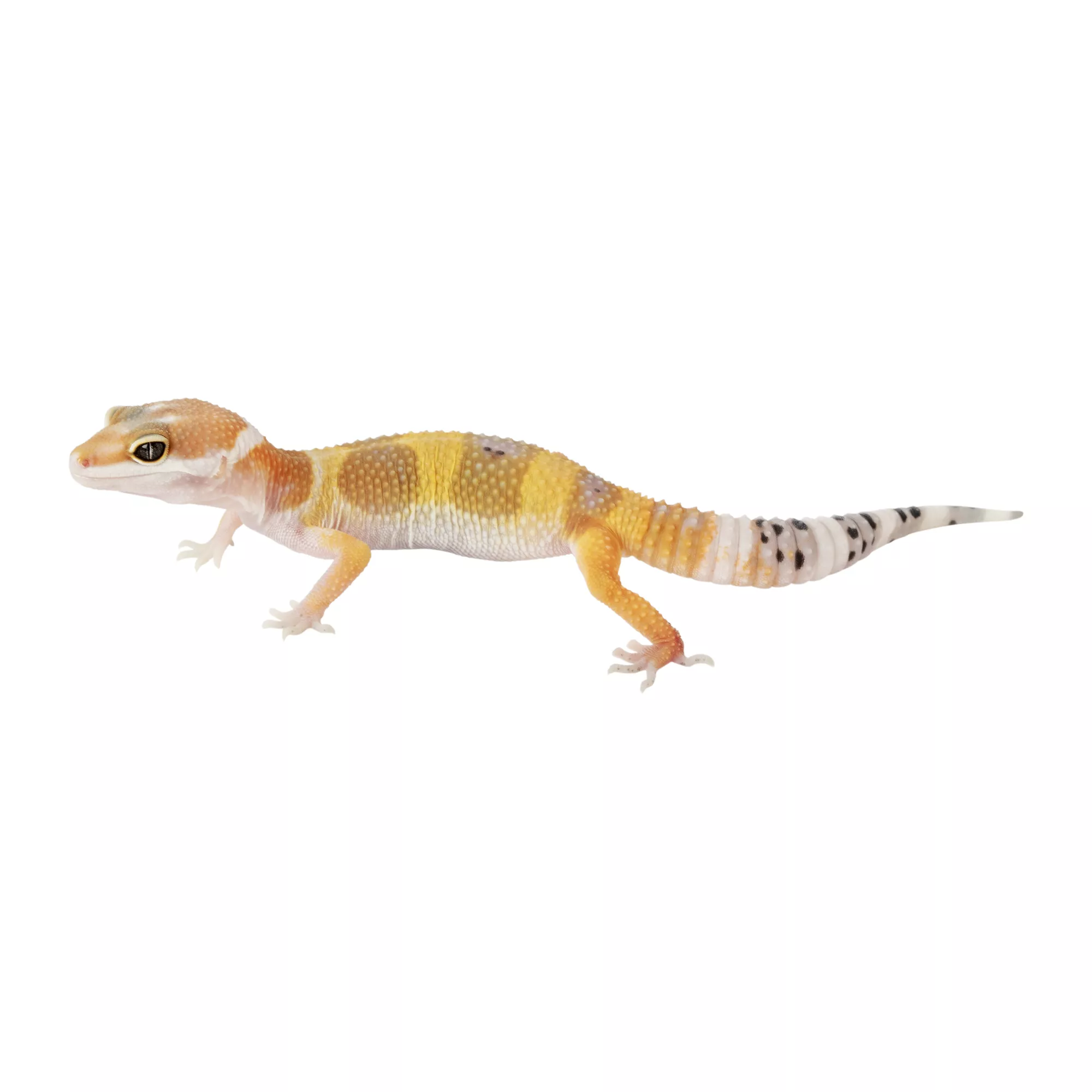 Fancy Leopard Gecko