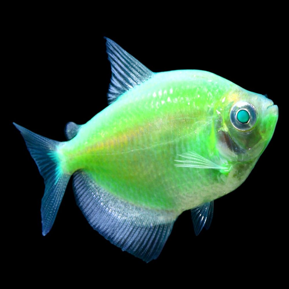 glofish petsmart canada