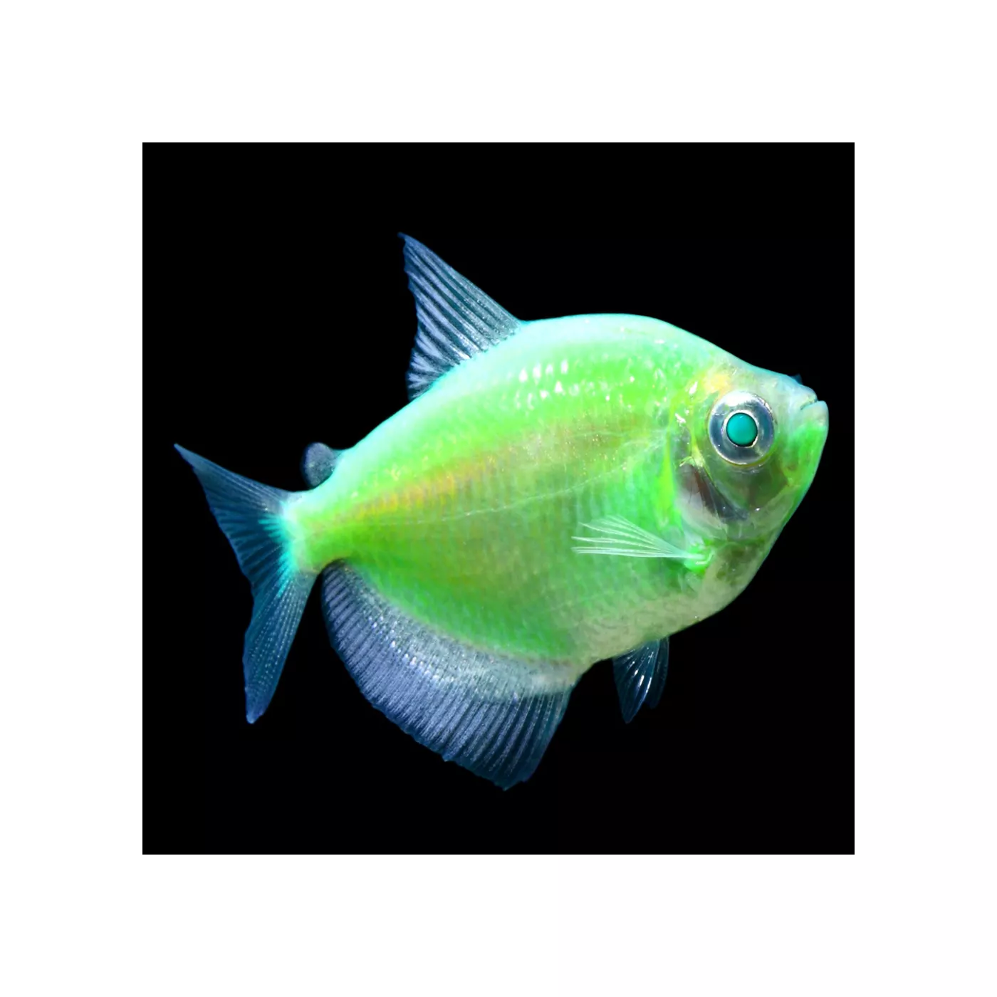 GloFish Electric Green Tetra