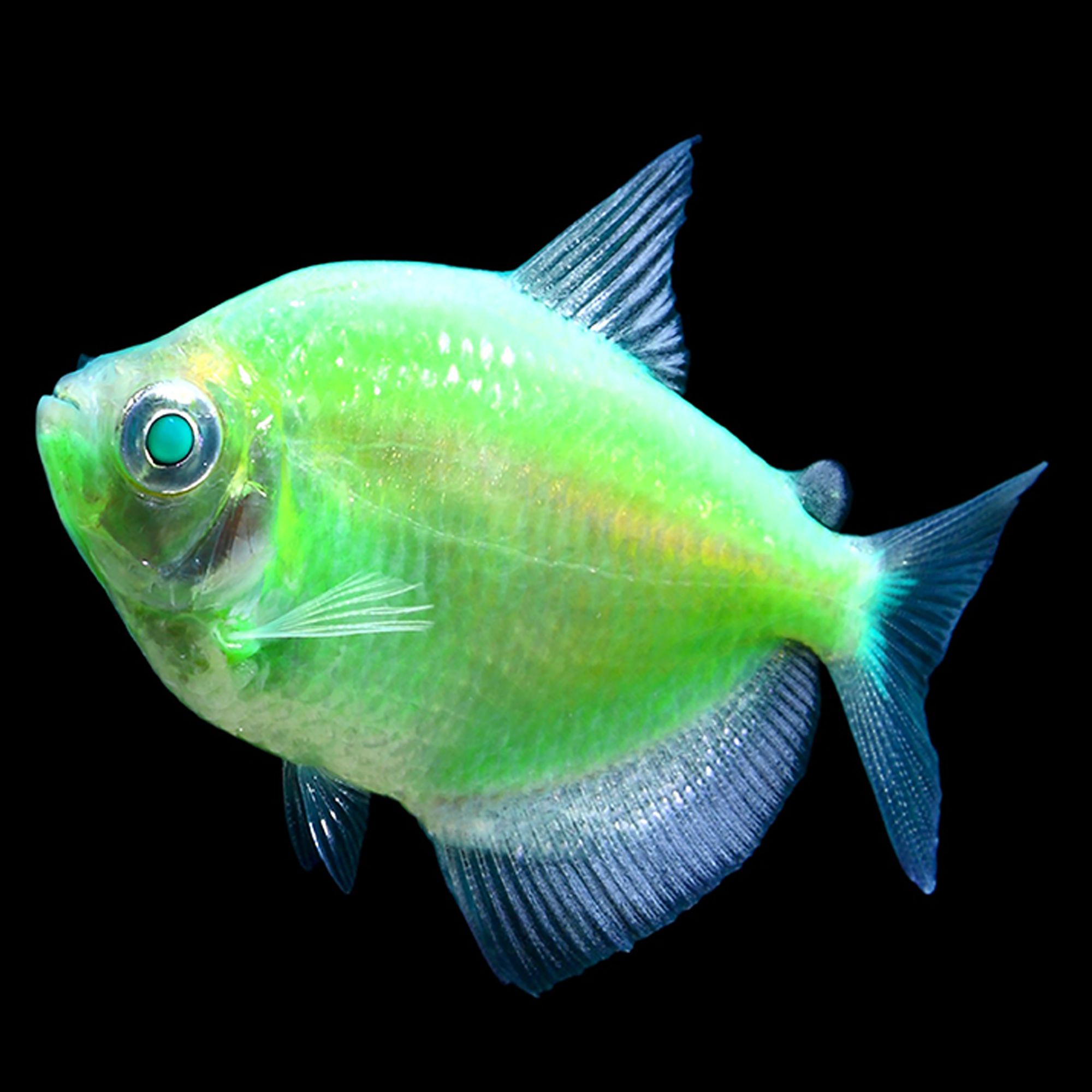GloFish® Electric Green® Tetra - thumbnail 2