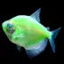 GloFish® Electric Green® Tetra image thumbnail 2