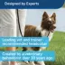 PetSafe® Gentle Leader - Works Great for Leash & Harness Training - Dog Harness -  Black image thumbnail 3