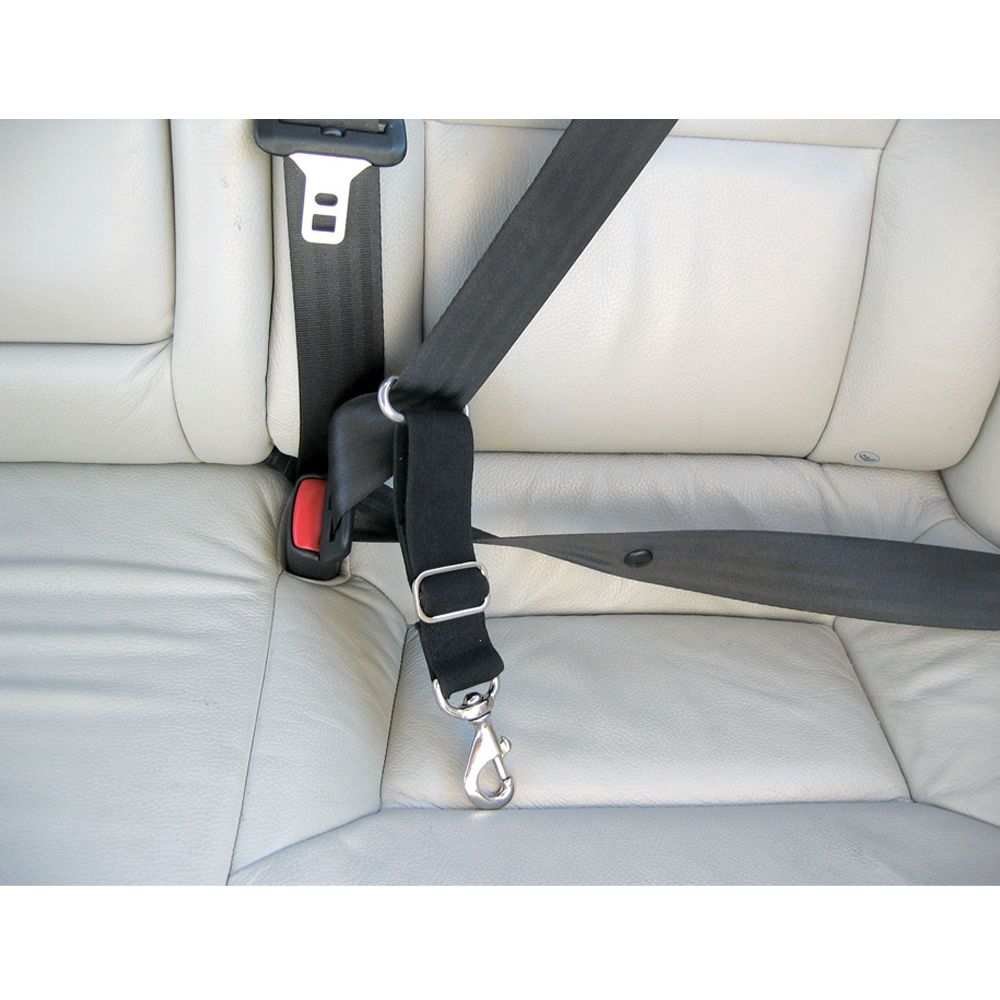 dog car harness petsmart