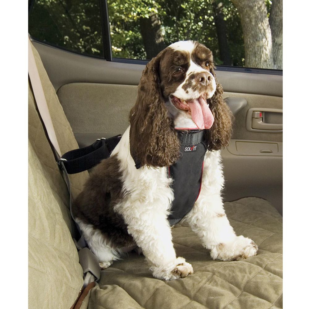 dog car harness petsmart