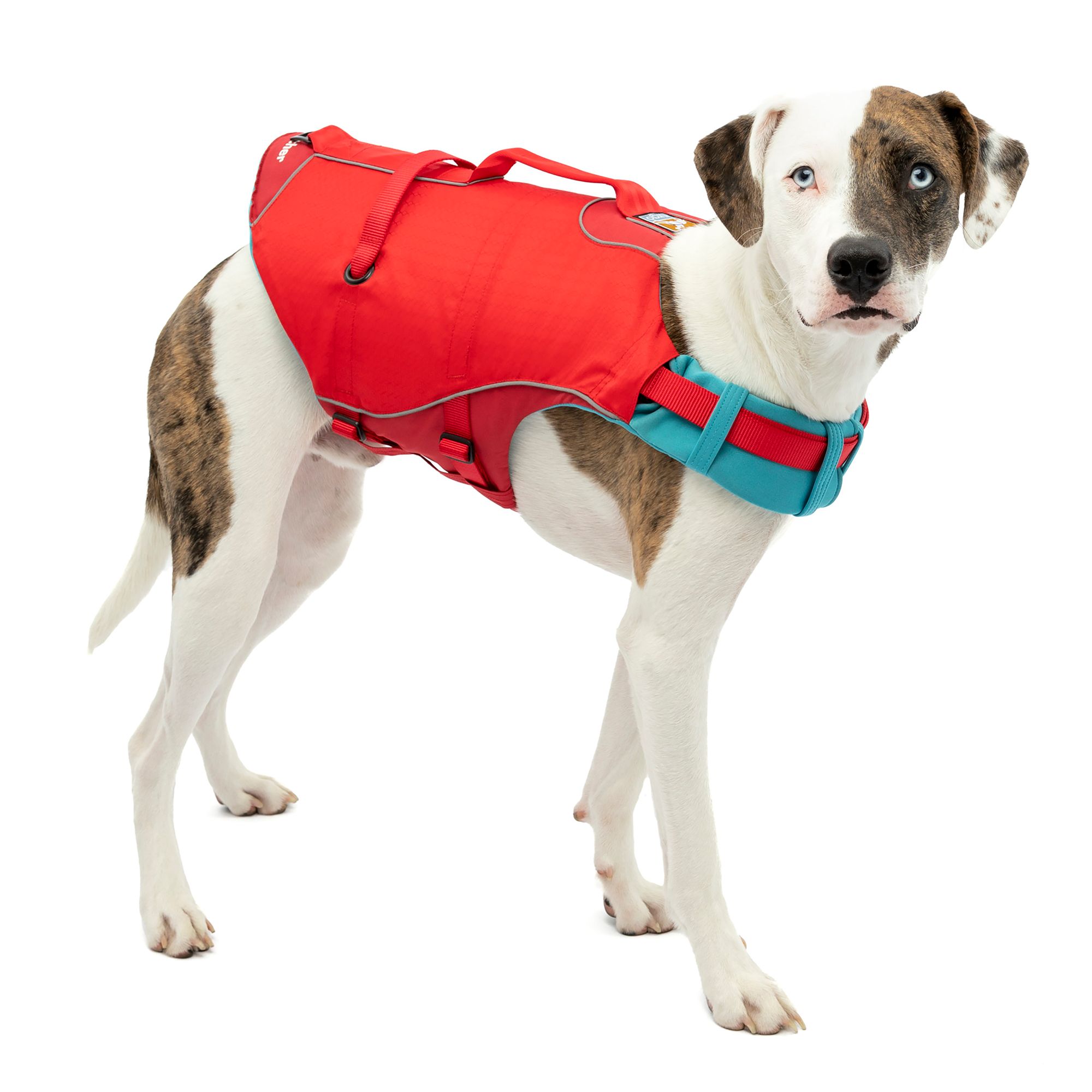 Dog life best sale vest petsmart