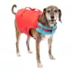 Product Kurgo® Surf n' Turf Dog Life Jacket - Dog PFD - Reflective - Adjustable - Chili Red