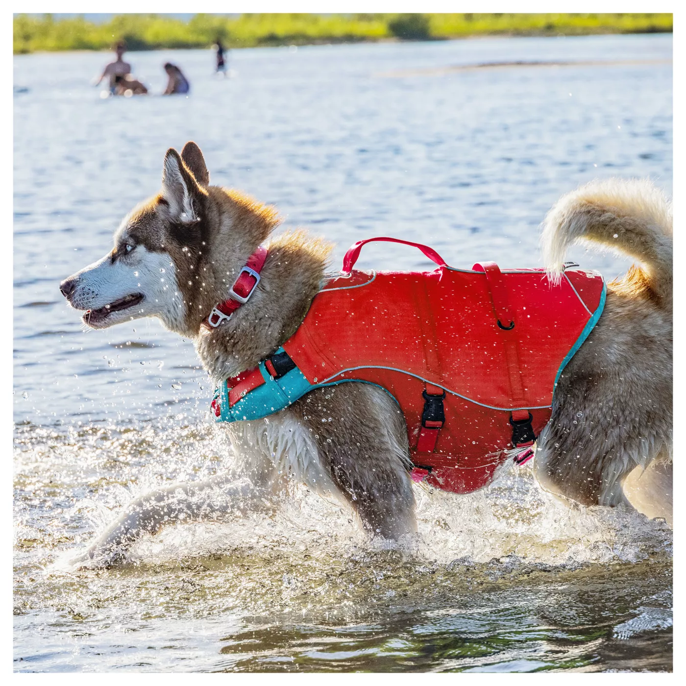 Kurgo dog life jacket hotsell