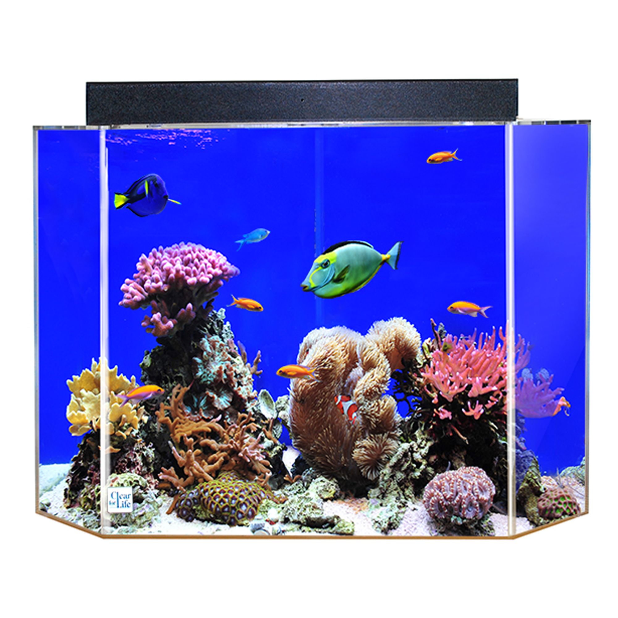 ClearForLife 50 Gallon Pentagon Aquarium  fish Aquariums  PetSmart