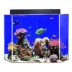 Clear-For-Life 50 Gallon Pentagon Aquarium image thumbnail 1