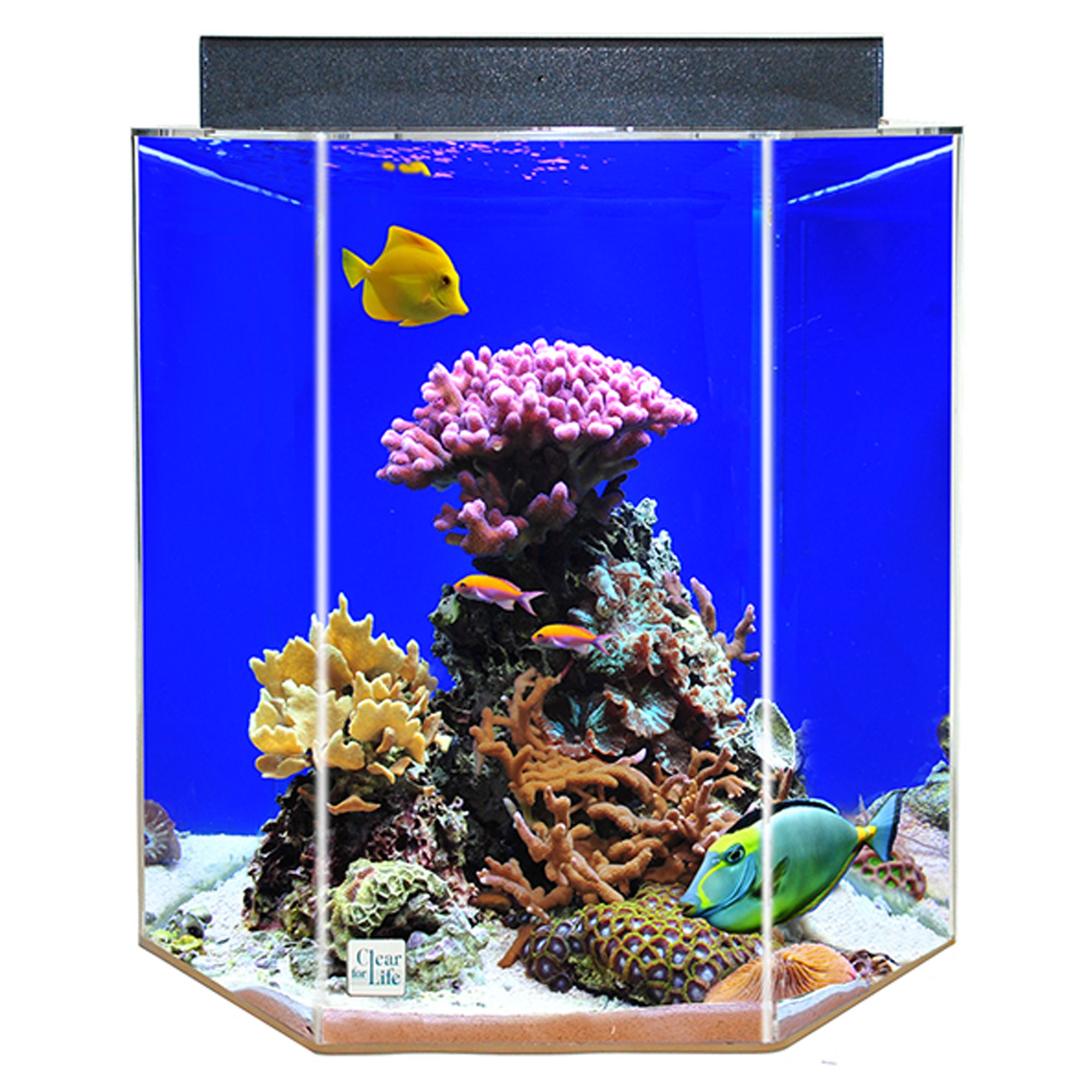 20 gallon hexagon shop fish tank petsmart