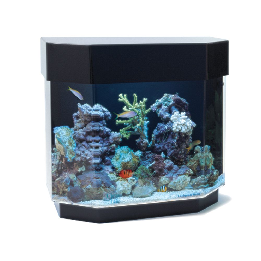 Clear For Life 12 Gallon Flat Back Hexagon Uniquarium Fish Aquariums Petsmart