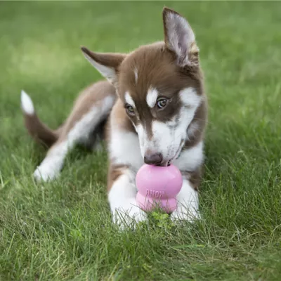 KONG Easy Treat Dog Treat Puppy Recipe