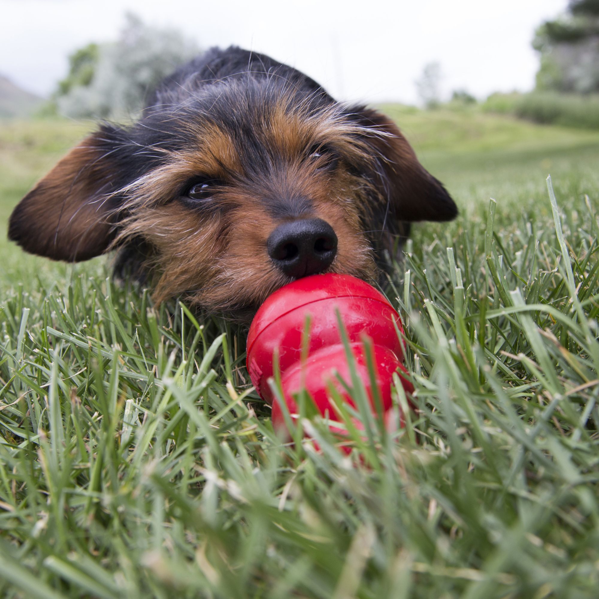 kong easy treat puppy