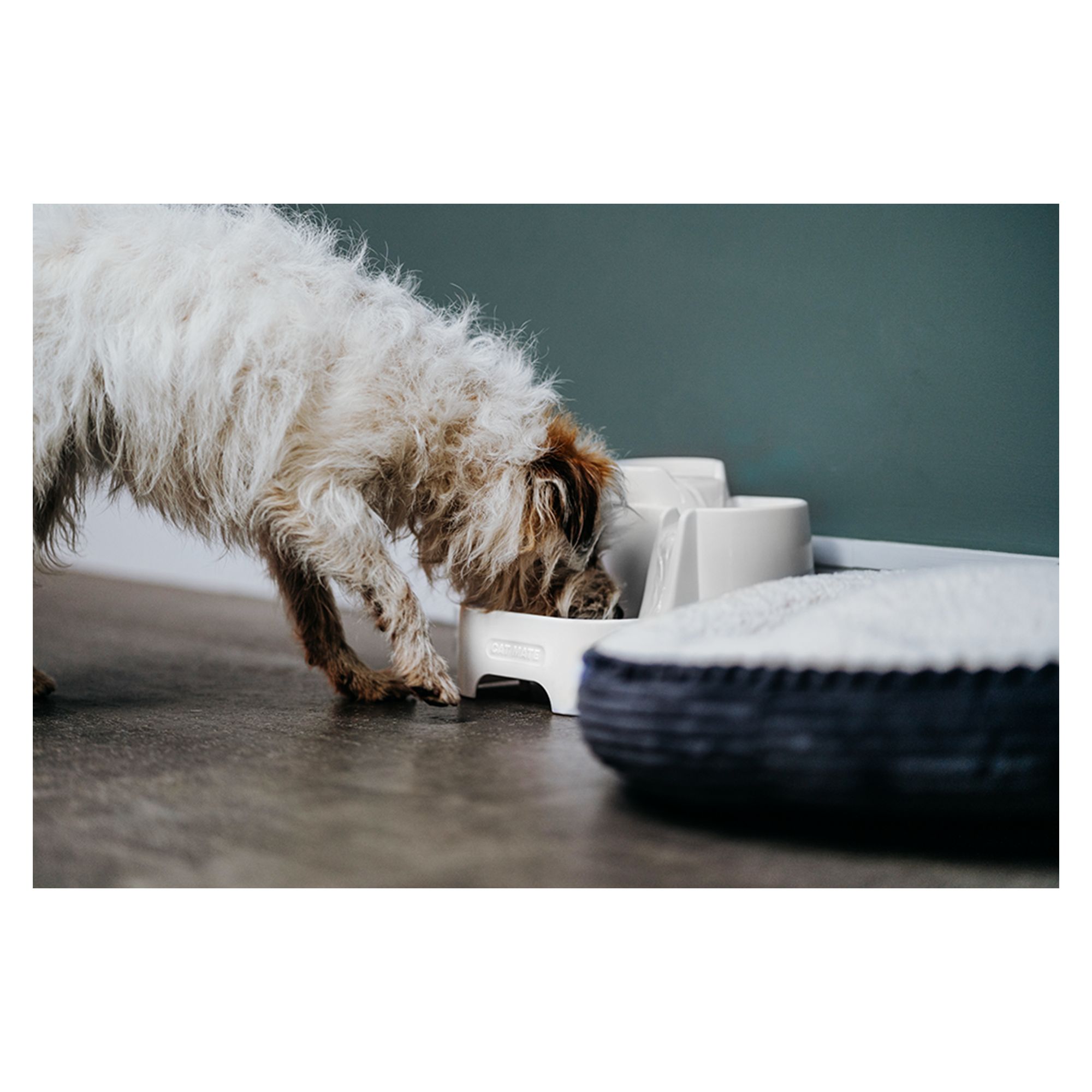 pet mate cat mate drinking water fountain