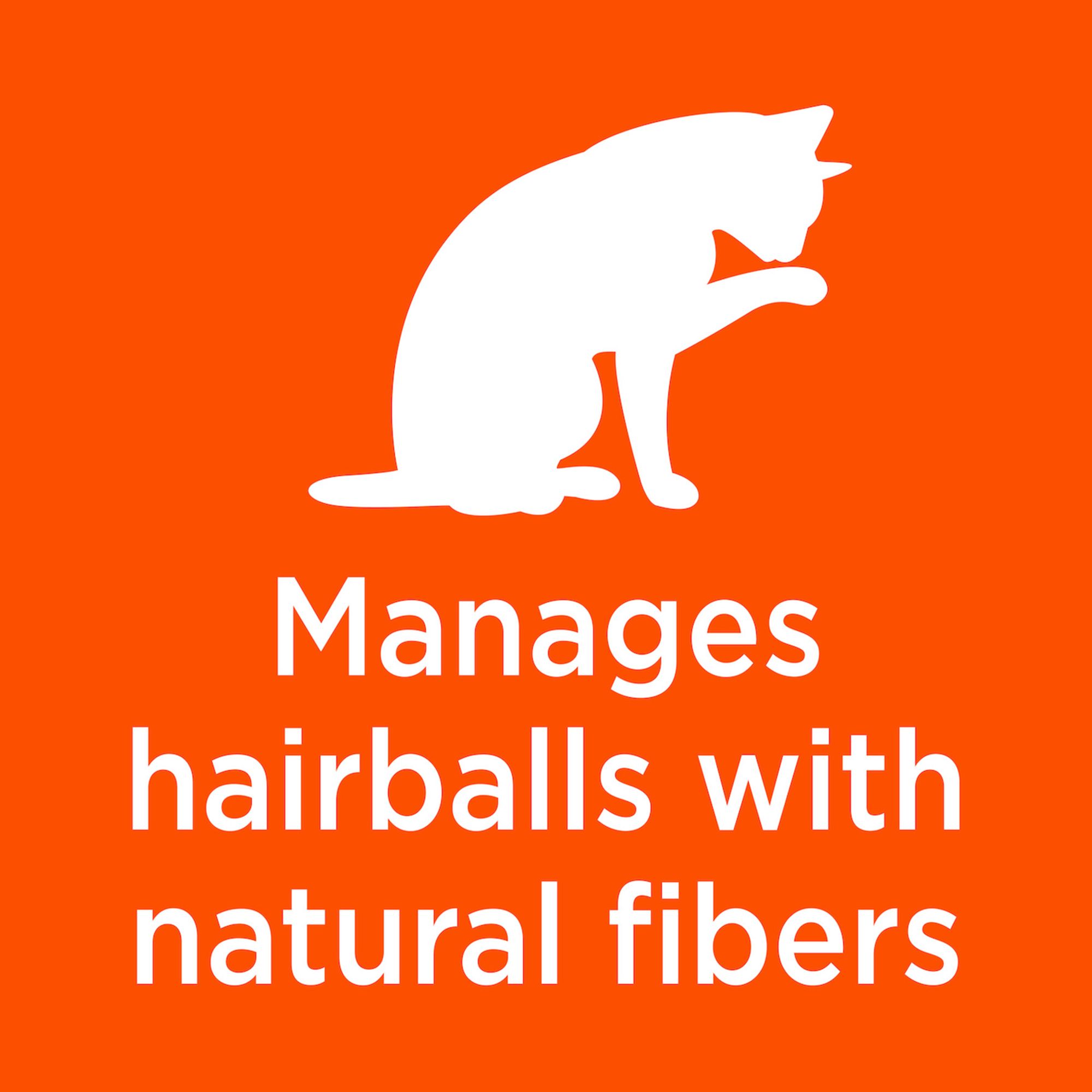 petsmart iams kitten food