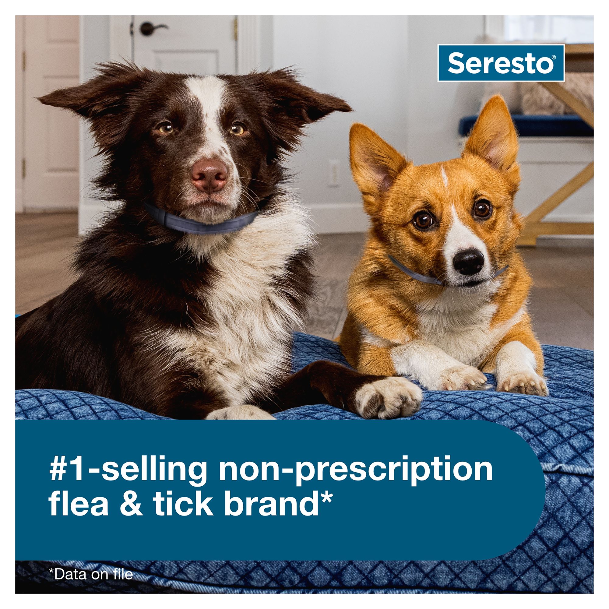 seresto for puppies