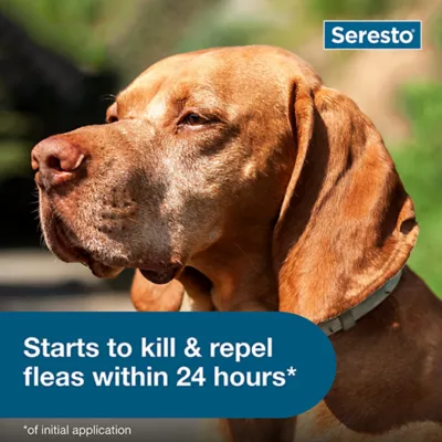 Product Seresto® Flea & Tick Dog Collar - Large