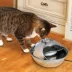 Pioneer Pet® Raindrop™ Stainless Steel Pet Fountain image thumbnail 3