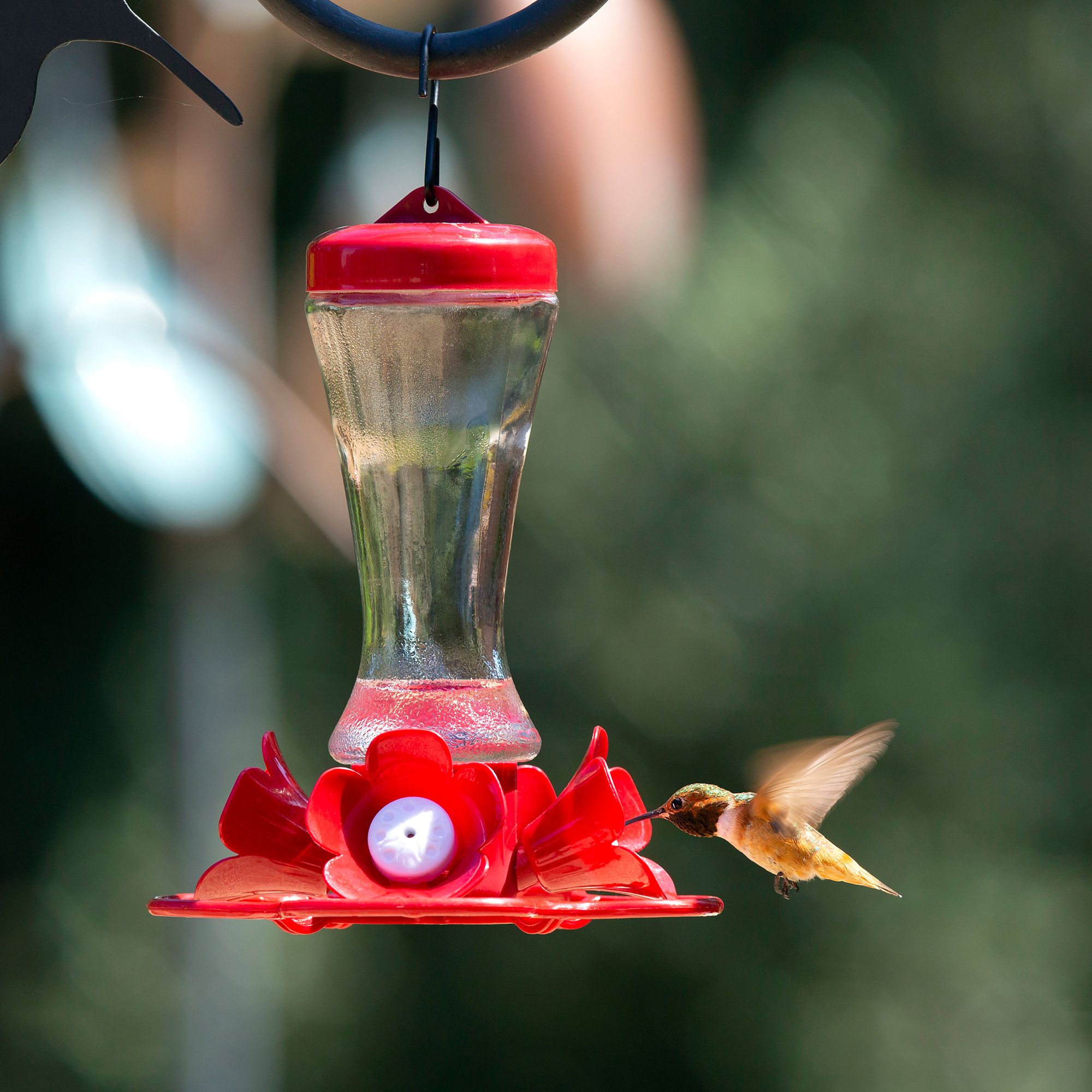 Stokes Select Impatiens Hummingbird Feeder Bird Outdoor Feeders