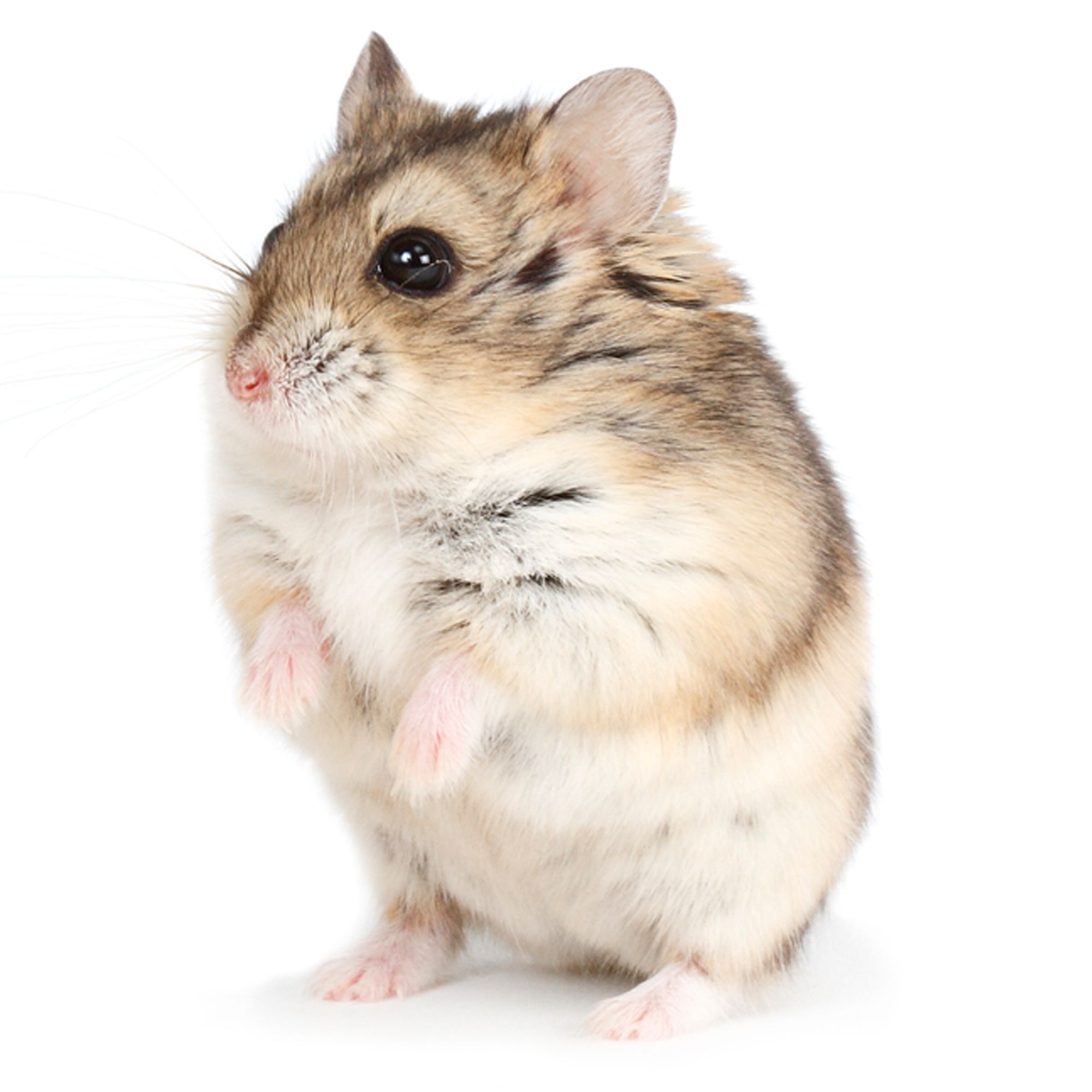 Russian Dwarf Hamster Information