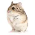 Russian Dwarf Hamster image thumbnail 1